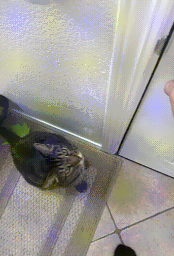 умный кот.gif