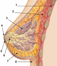 Breast_anatomy_normal_scheme.png
